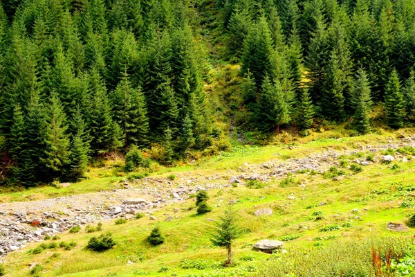 Fereastra Sambatei Fagaras Karpaten Typische Landschaft Den Wäldern Siebenbürgens Rumänien — Stockfoto