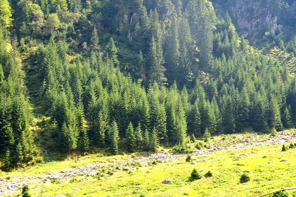 Fereastra Sambatei, Fagaras, Carpathian Dağları 'nda. Romanya 'nın Transilvanya ormanlarındaki tipik manzara. Yazın ortasında, güneşli bir günde yeşil bir manzara.
