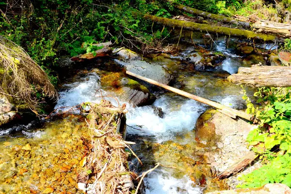 Řeka Fagaras Fereastra Sambetei Typická Krajina Lesích Transylvánie Rumunsko Zelená — Stock fotografie
