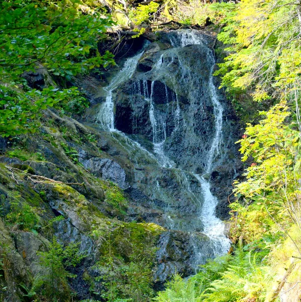 Řeka Fagaras Fereastra Sambetei Typická Krajina Lesích Transylvánie Rumunsko Zelená — Stock fotografie