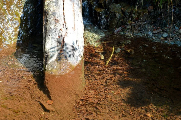 Fagaras 'taki nehir, Fereastra Sambetei. Romanya 'nın Transilvanya ormanlarındaki tipik manzara. Yazın ortasında, güneşli bir günde yeşil bir manzara.