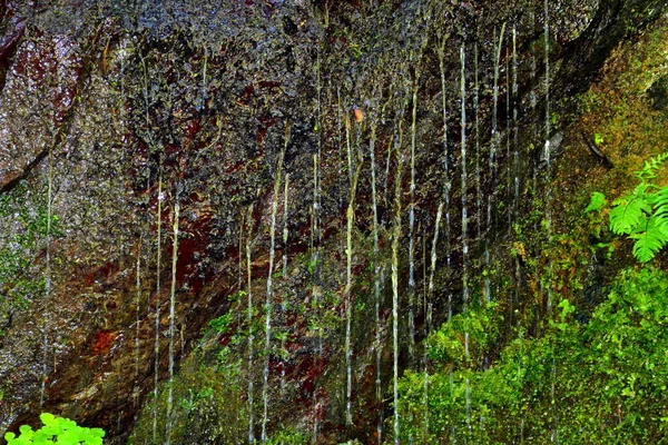 Floden Karpaterna Mouantains Fagaras Typiskt Landskap Skogarna Transsylvanien Rumänien Grönt — Stockfoto