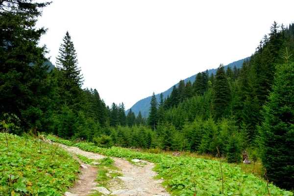 Fereastra Sambetei Fagaras Carpathian Mountains Типовий Пейзаж Лісах Трансільванії Румунія Ліцензійні Стокові Фото