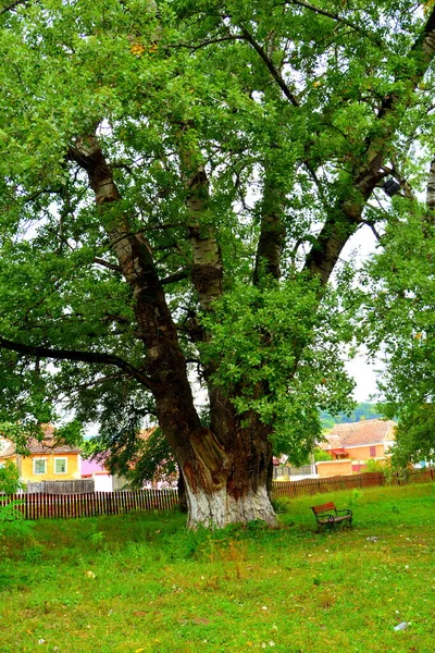 루마니아 트란실바니아 도르프 트란실바니아 전형적 풍경과 그곳은 중엽에 색슨족 개척자들에 — 스톡 사진