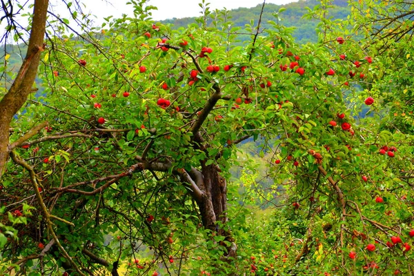 Letní Den Vesnici Aita Transylvánii Pěkná Krajina Přírodního Panství — Stock fotografie