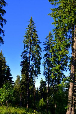 Karpat Dağları, Transilvanya, Romanya. Romanya 'nın Transilvanya ormanlarındaki tipik manzara. Yazın ortasında, güneşli bir günde yeşil bir manzara.