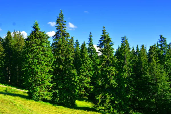 Carpathian Mountains Transilvânia Roménia Paisagem Típica Nas Florestas Transilvânia Roménia — Fotografia de Stock