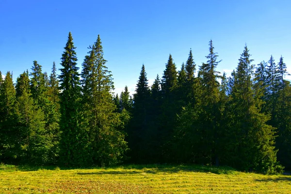 Karpaten Transsylvanië Roemenië Typisch Landschap Bossen Van Transsylvanië Roemenië Groene Stockafbeelding