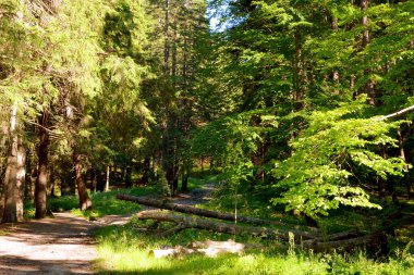 Karpat Dağları, Transilvanya, Romanya. Romanya 'nın Transilvanya ormanlarındaki tipik manzara. Yazın ortasında, güneşli bir günde yeşil bir manzara.