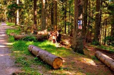 Karpat Dağları, Transilvanya, Romanya. Romanya 'nın Transilvanya ormanlarındaki tipik manzara. Yazın ortasında, güneşli bir günde yeşil bir manzara.