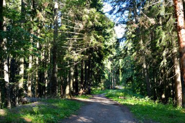 Karpat Dağları, Transilvanya, Romanya. Romanya 'nın Transilvanya ormanlarındaki tipik manzara. Yazın ortasında, güneşli bir günde yeşil bir manzara.