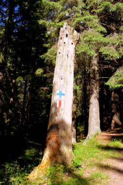 Karpat Dağları, Transilvanya, Romanya. Romanya 'nın Transilvanya ormanlarındaki tipik manzara. Yazın ortasında, güneşli bir günde yeşil bir manzara.