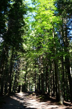 Karpat Dağları, Transilvanya, Romanya. Romanya 'nın Transilvanya ormanlarındaki tipik manzara. Yazın ortasında, güneşli bir günde yeşil bir manzara.