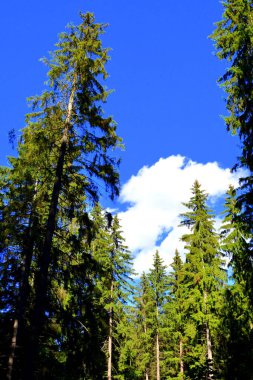 Karpat Dağları, Transilvanya, Romanya. Romanya 'nın Transilvanya ormanlarındaki tipik manzara. Yazın ortasında, güneşli bir günde yeşil bir manzara.