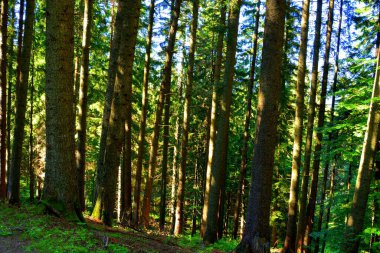 Karpat Dağları, Transilvanya, Romanya. Romanya 'nın Transilvanya ormanlarındaki tipik manzara. Yazın ortasında, güneşli bir günde yeşil bir manzara.