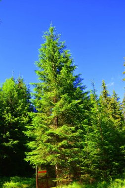Karpat Dağları, Transilvanya, Romanya. Romanya 'nın Transilvanya ormanlarındaki tipik manzara. Yazın ortasında, güneşli bir günde yeşil bir manzara.