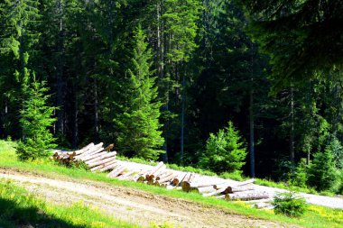 Karpat Dağları, Transilvanya, Romanya. Romanya 'nın Transilvanya ormanlarındaki tipik manzara. Yazın ortasında, güneşli bir günde yeşil bir manzara.