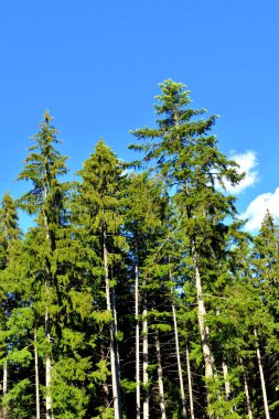Karpat Dağları, Transilvanya, Romanya. Romanya 'nın Transilvanya ormanlarındaki tipik manzara. Yazın ortasında, güneşli bir günde yeşil bir manzara.