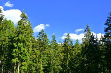 Romanya 'nın Transilvanya ormanlarındaki tipik manzara. Yazın ortasında, güneşli bir günde yeşil bir manzara.