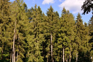 Romanya 'nın Transilvanya ormanlarındaki tipik manzara. Yazın ortasında, güneşli bir günde yeşil bir manzara.