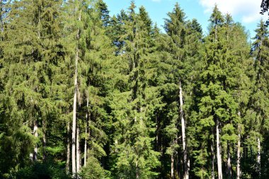 Romanya 'nın Transilvanya ormanlarındaki tipik manzara. Yazın ortasında, güneşli bir günde yeşil bir manzara.