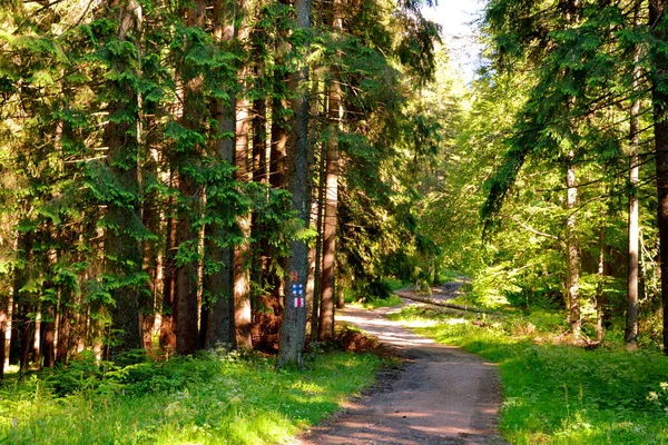 Carpates Transylvanie Roumanie Paysage Typique Dans Les Forêts Transylvanie Roumanie — Photo