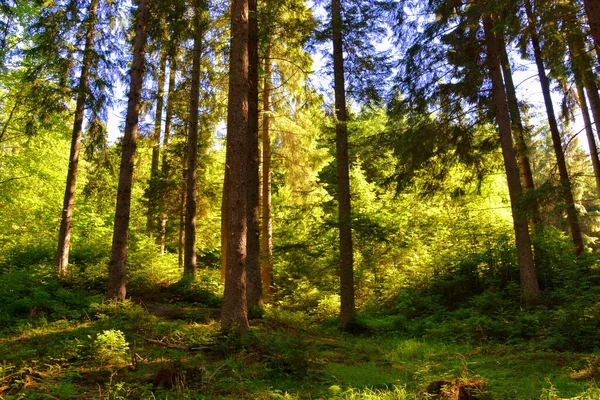 Carpathian Mountains Transylvania Romania Typical Landscape Forests Transylvania Romania Green — Stock Photo, Image