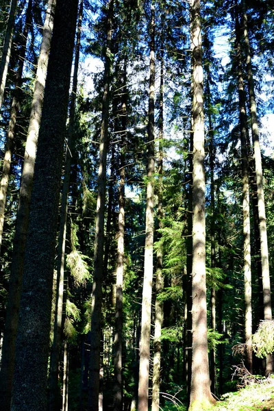 Karpat Dağları Transilvanya Romanya Romanya Nın Transilvanya Ormanlarındaki Tipik Manzara — Stok fotoğraf