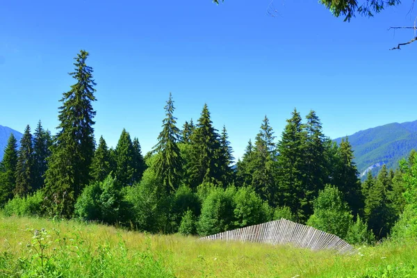 Karpaten Siebenbürgen Rumänien Typische Landschaft Den Wäldern Siebenbürgens Rumänien Grüne — Stockfoto