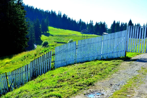 Romanya Nın Transilvanya Ormanlarındaki Tipik Manzara Yazın Ortasında Güneşli Bir — Stok fotoğraf