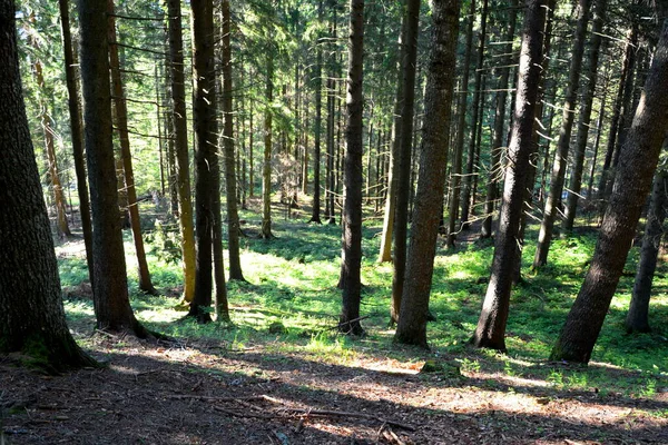 Paisaje Típico Los Bosques Transilvania Rumania Paisaje Verde Pleno Verano —  Fotos de Stock