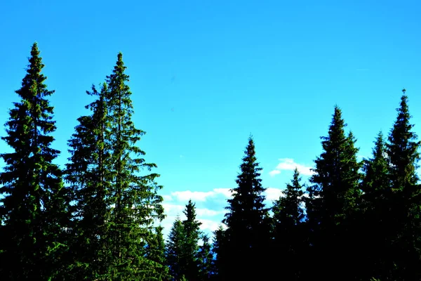 Typical Landscape Forests Transylvania Romania Green Landscape Midsummer Sunny Day Stock Photo