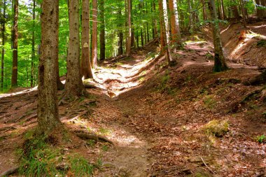 Romanya 'nın Transilvanya ormanlarındaki tipik manzara. Yazın ortasında, güneşli bir günde yeşil bir manzara.