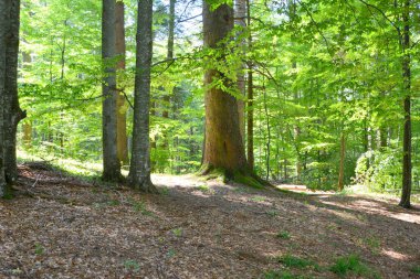 Romanya 'nın Transilvanya ovalarındaki tipik kırsal alan. Yazın ortasında, güneşli bir günde yeşil bir manzara.