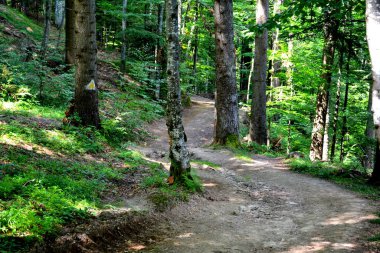 Romanya 'nın Transilvanya ovalarındaki tipik kırsal alan. Yazın ortasında, güneşli bir günde yeşil bir manzara.