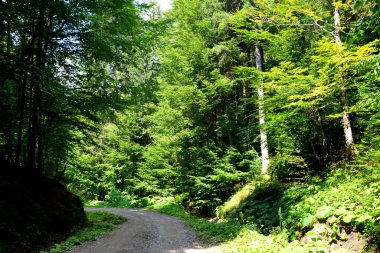 Romanya 'nın Transilvanya ovalarındaki tipik kırsal alan. Yazın ortasında, güneşli bir günde yeşil bir manzara.