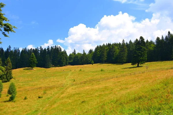 Typowy Krajobraz Lasach Siedmiogrodu Rumunia Zielony Krajobraz Środku Lata Słoneczny — Zdjęcie stockowe