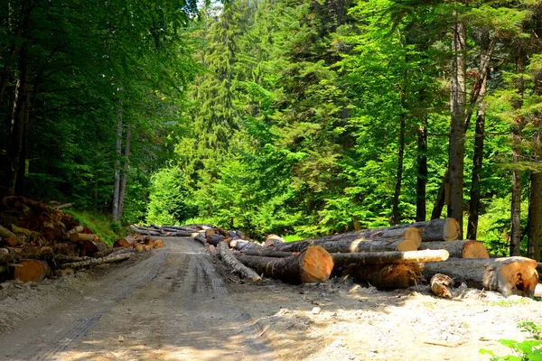 Typical landscape in the forests of Transylvania, Romania. Green landscape in the midsummer, in a sunny day