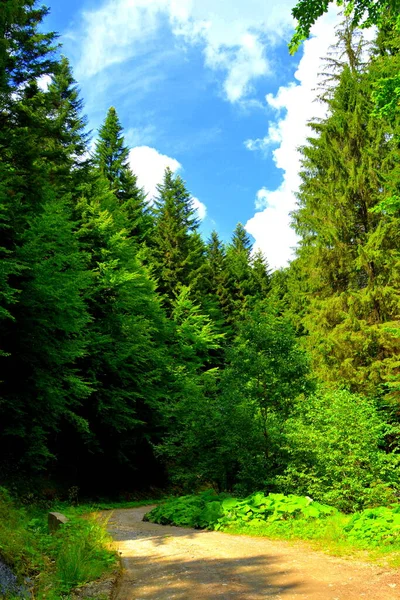 Typical landscape in the forests of Transylvania, Romania. Green landscape in the midsummer, in a sunny day