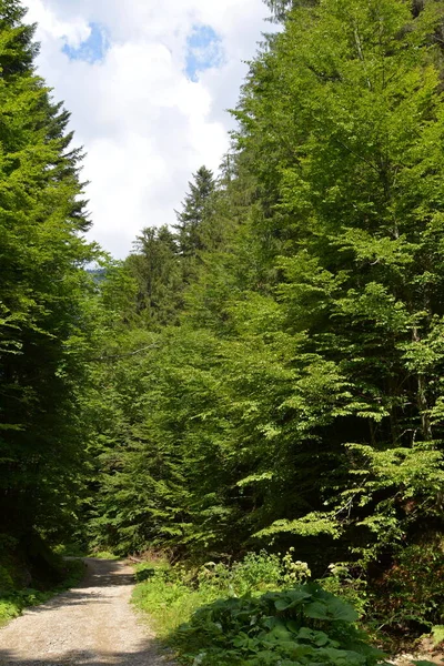Typická Krajina Lesích Transylvánie Rumunsko Zelená Krajina Uprostřed Léta Slunečného — Stock fotografie