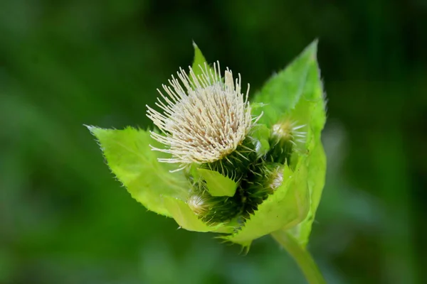 Typiskt Landsbygdslandskap Slätterna Transsylvanien Rumänien Grönt Landskap Midsommar Solig Dag — Stockfoto