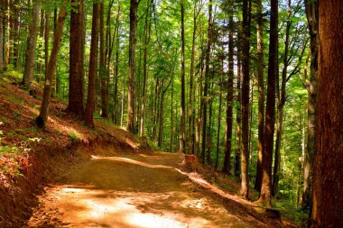 Romanya 'nın Transilvanya ovalarındaki tipik kırsal alan. Yazın ortasında, güneşli bir günde yeşil bir manzara.