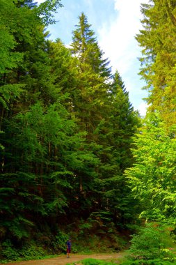Romanya 'nın Transilvanya ovalarındaki tipik kırsal alan. Yazın ortasında, güneşli bir günde yeşil bir manzara.