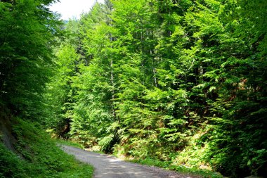 Romanya 'nın Transilvanya ovalarındaki tipik kırsal alan. Yazın ortasında, güneşli bir günde yeşil bir manzara.