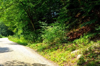 Romanya 'nın Transilvanya ovalarındaki tipik kırsal alan. Yazın ortasında, güneşli bir günde yeşil bir manzara.