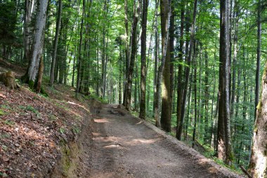 Romanya 'nın Transilvanya ovalarındaki tipik kırsal alan. Yazın ortasında, güneşli bir günde yeşil bir manzara.