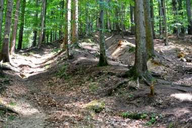 Romanya 'nın Transilvanya ovalarındaki tipik kırsal alan. Yazın ortasında, güneşli bir günde yeşil bir manzara.