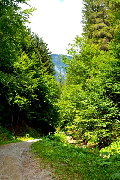 Paisagem Rural Típica Nas Planícies Transilvânia Roménia Paisagem Verde Meio — Fotografia de Stock