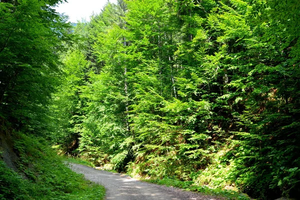 Romanya 'nın Transilvanya ovalarındaki tipik kırsal alan. Yazın ortasında, güneşli bir günde yeşil bir manzara.