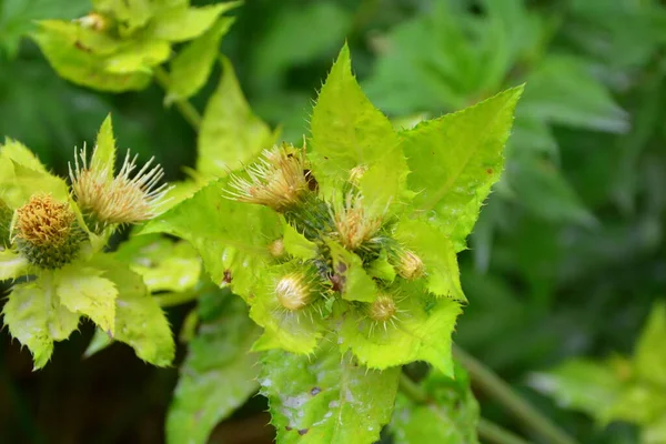 Typiskt Landskap Skogarna Transsylvanien Rumänien Grönt Landskap Midsommar Solig Dag — Stockfoto